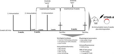 Linsitinib, an IGF-1R inhibitor, attenuates disease development and progression in a model of thyroid eye disease